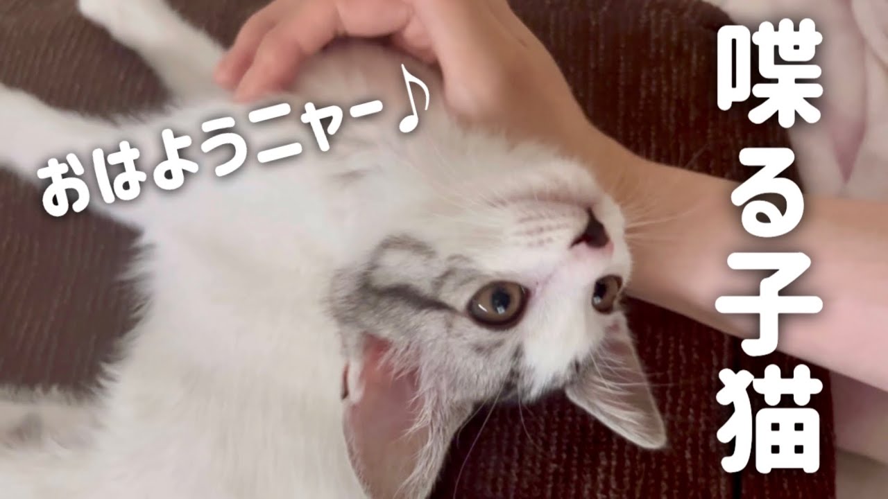 【喋る子猫】元気よくお返事する子猫が可愛すぎる…【保護猫/捨て猫】