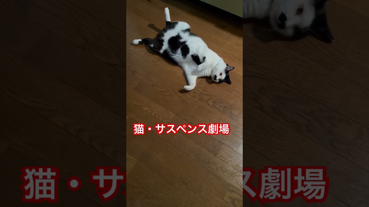 猫・サスペンス劇場　台所で何が！