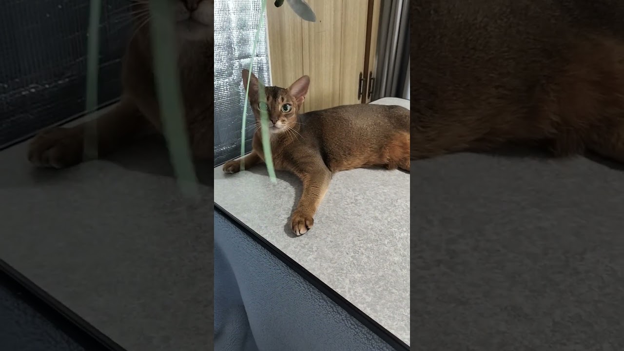 ネコ動画あび#4037 　#shorts　#あび #ねこ #ネコのあび #猫動画