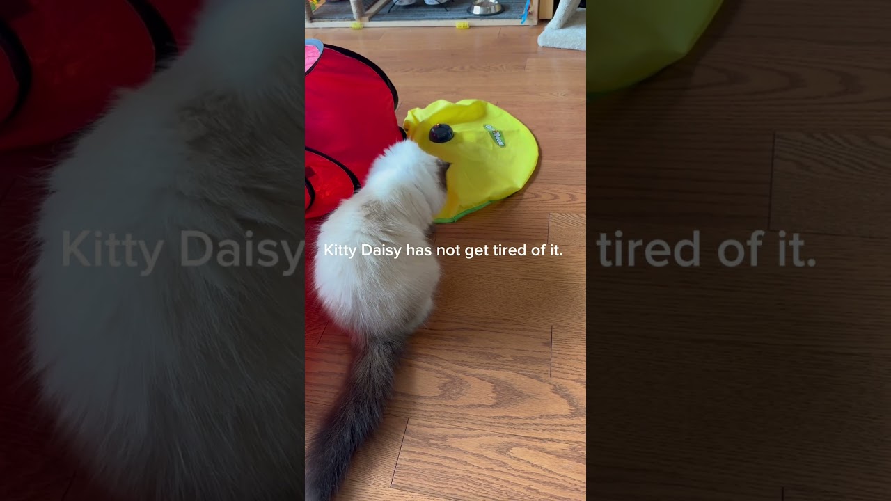 Kitty starts to play #subscribers #himalayancat #cat #pets #kitten #shortvideo #catlover #kittycat