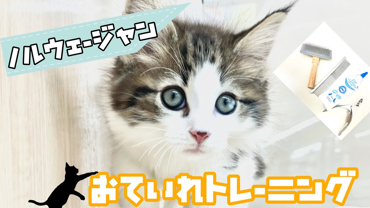 【ノルウェージャンフォレストキャット】ブラッシングが出来るようになるまで！猫ちゃんのトレーニングMovie☆彡