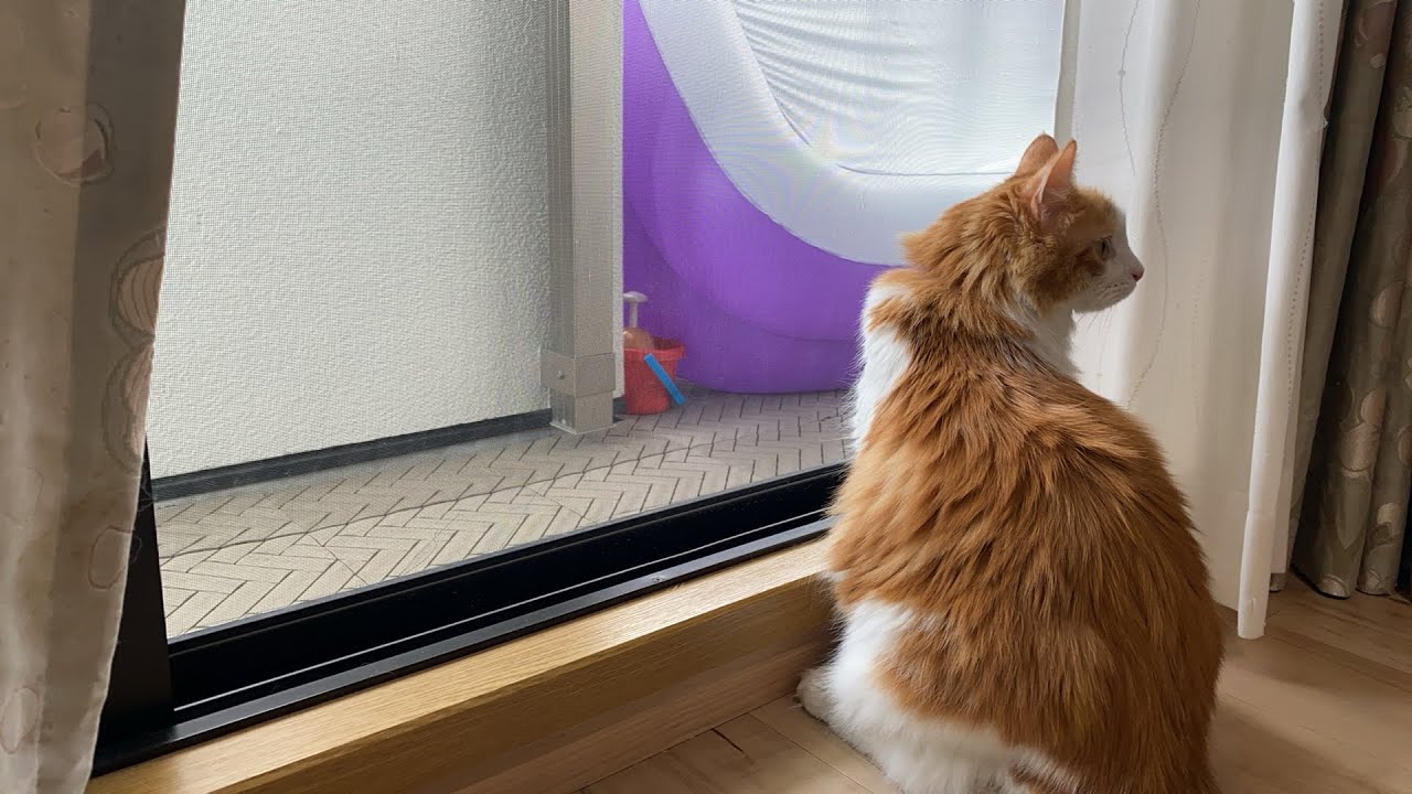 ニャルソック中の猫【マリー（メインクーン）】