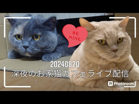 深夜のお家猫カフェライブ配信　１５３