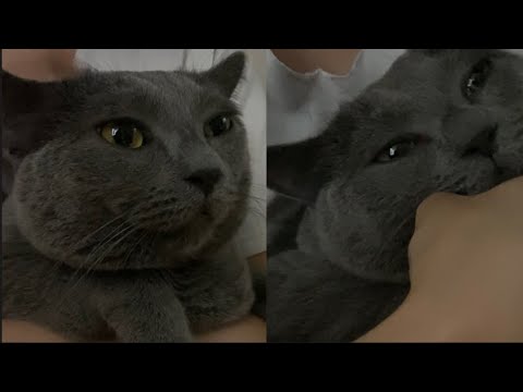 How to make your cat comfortable