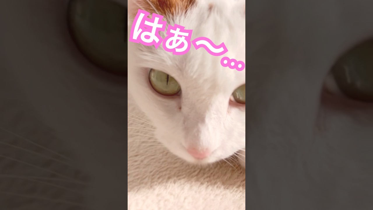 暑いの大っ嫌い！#三毛猫 #保護猫 #kawaii  #猫のいる暮らし