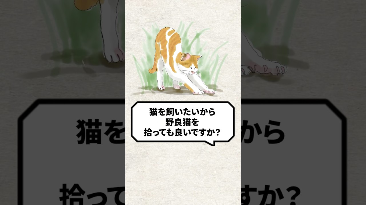 Q：猫を飼いたいから野良猫を拾っても良いですか？ #猫 #保護猫 #ねこ