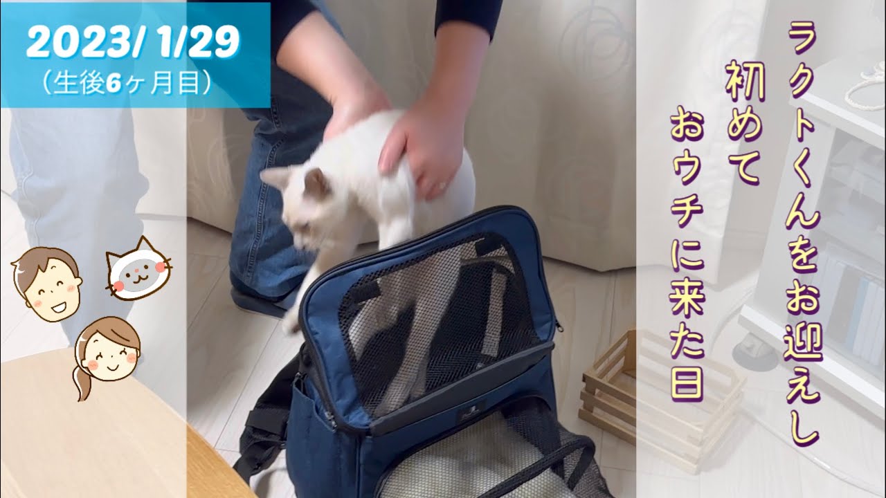 【猫・トンキニーズ・初日】ラクトくんをお迎えし初めておウチに来た日