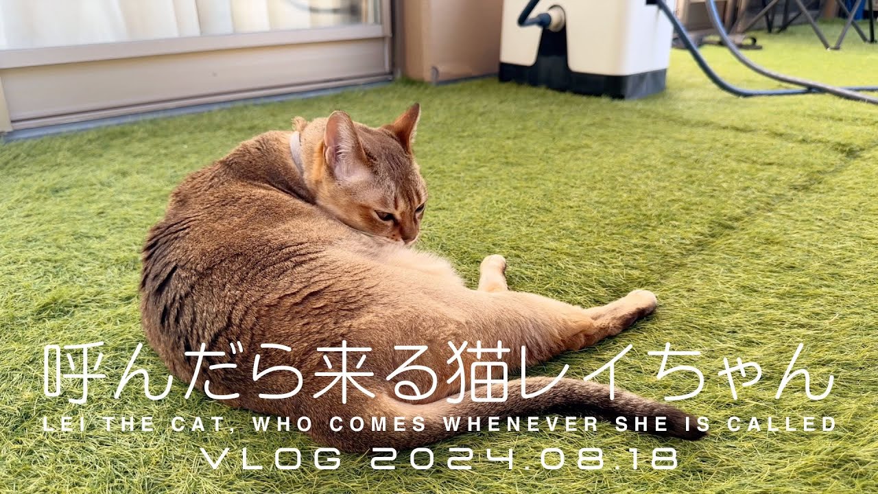 【VLOG 2024.08.18】呼んだら来る猫レイちゃん | Lei the cat, who comes whenever she is called【シンガプーラ】