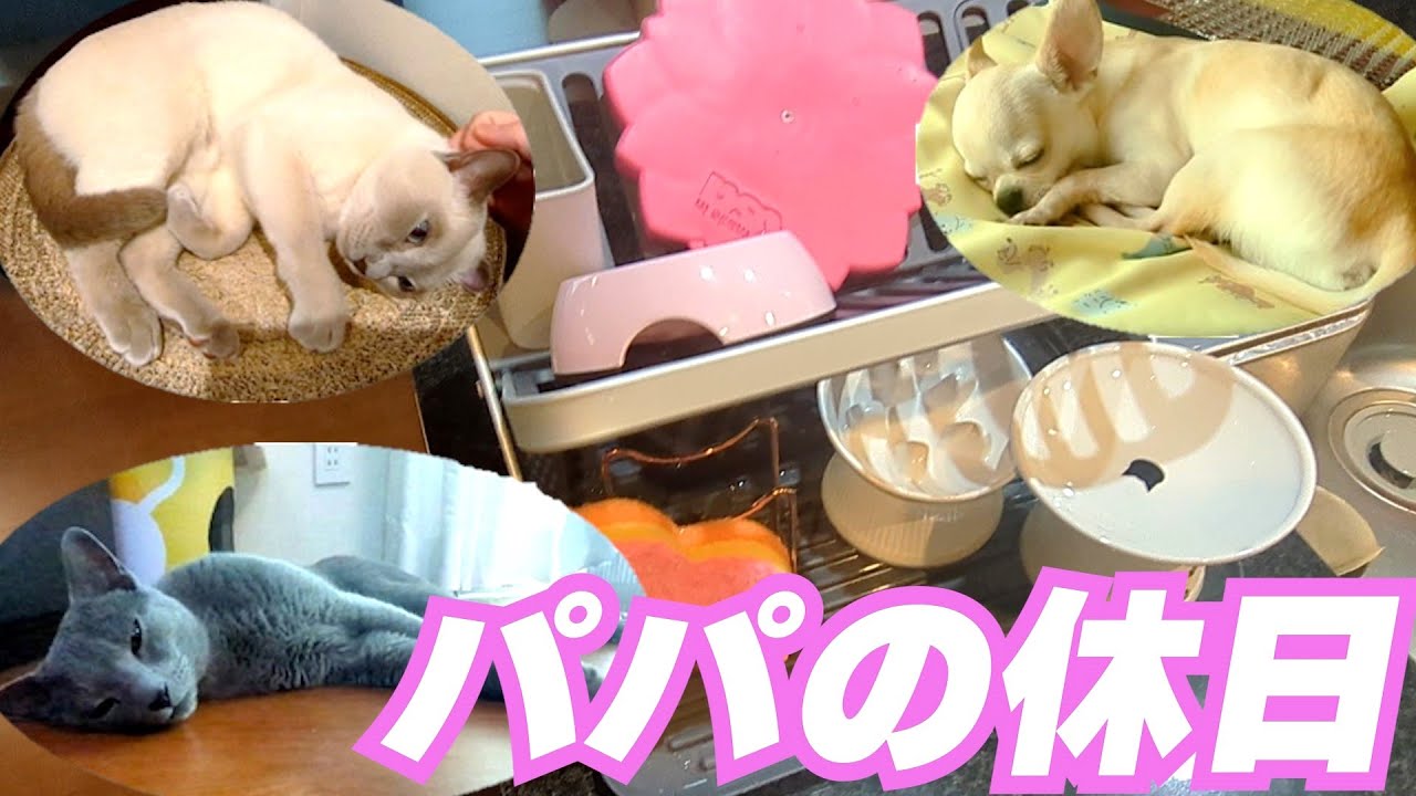 【休日家事】【ロシアンブルー×トンキニーズ×チワワ】ワイヤレス猫給水器はお勧めです（#135）