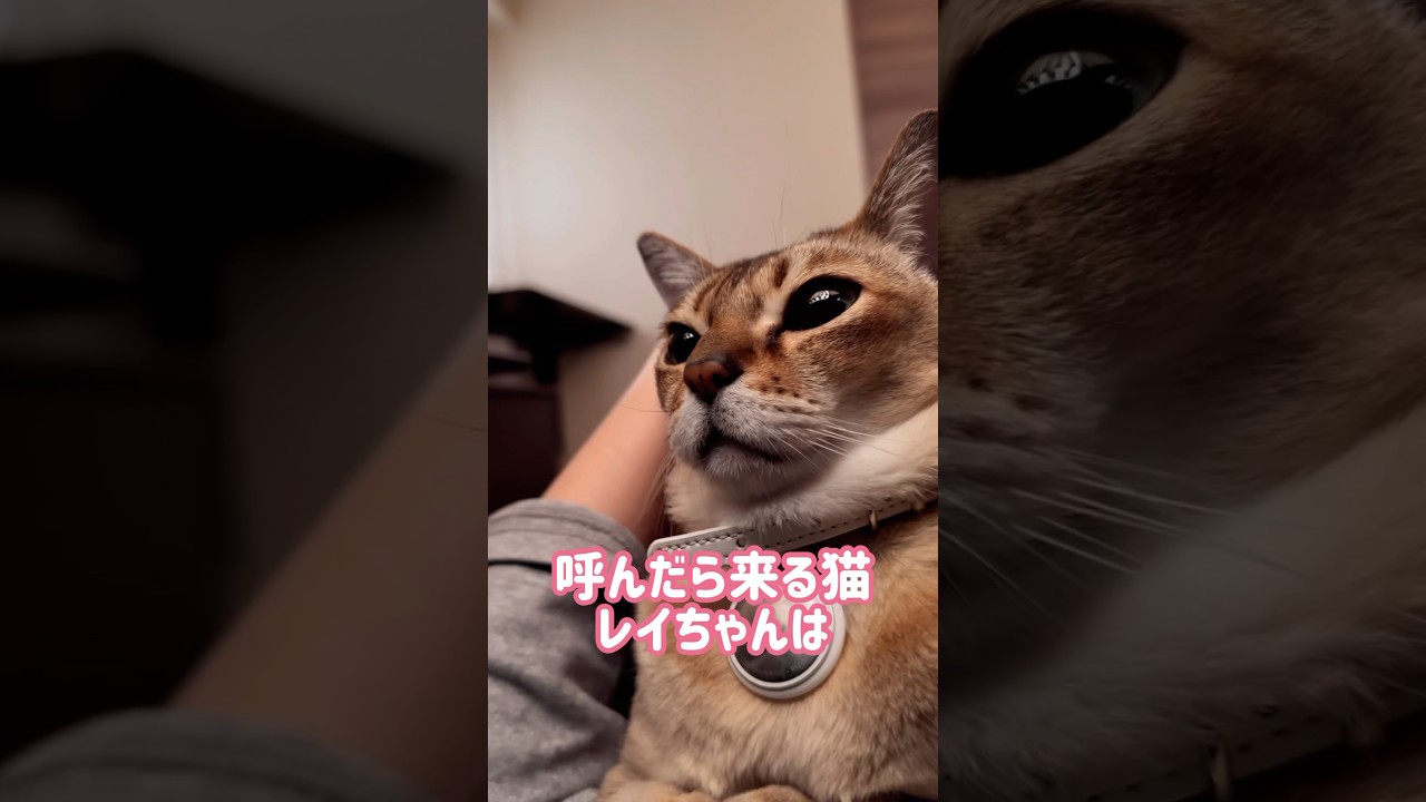 コットが好きなレイちゃん #シンガプーラ #cat #shorts