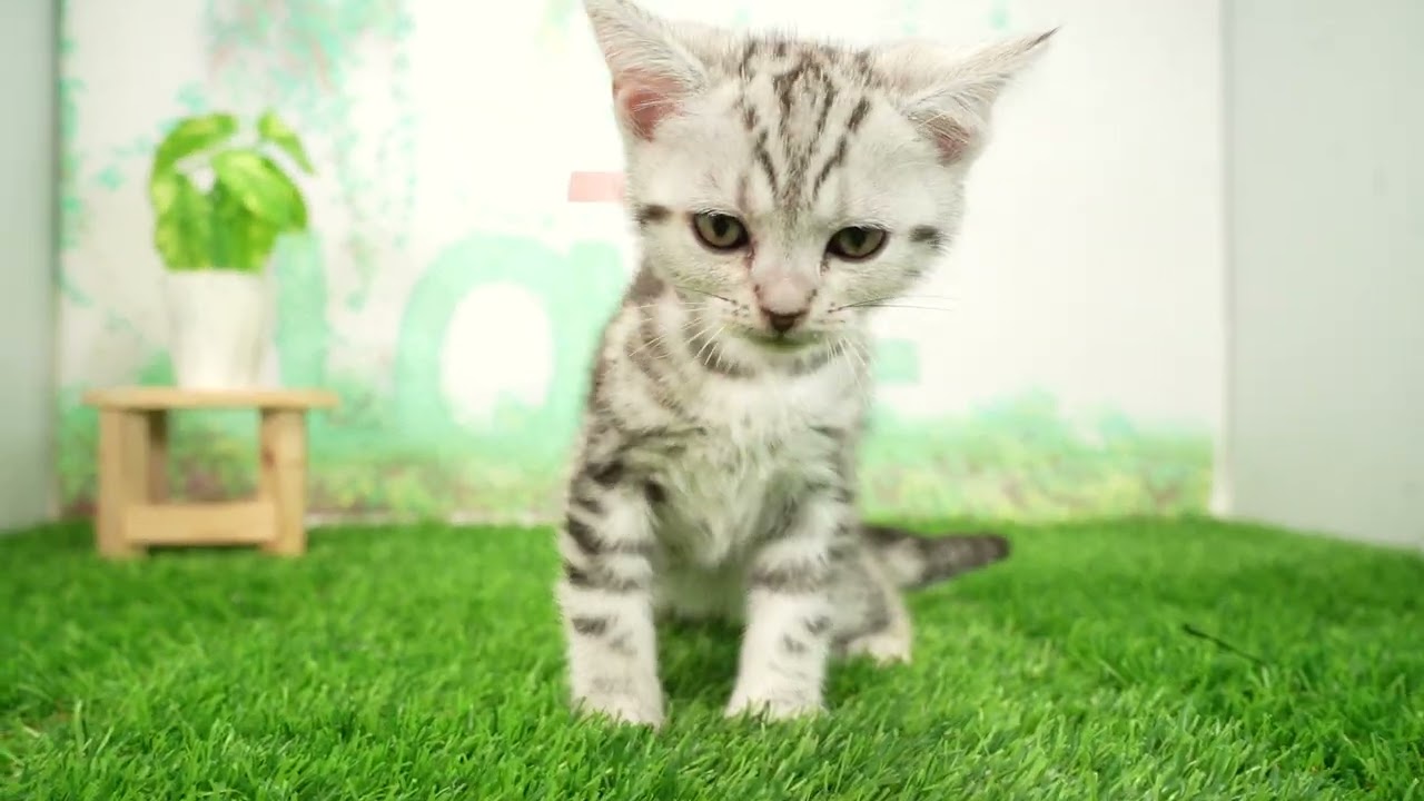 Coo&RIKU　No00687425 アメリカンショートヘアー