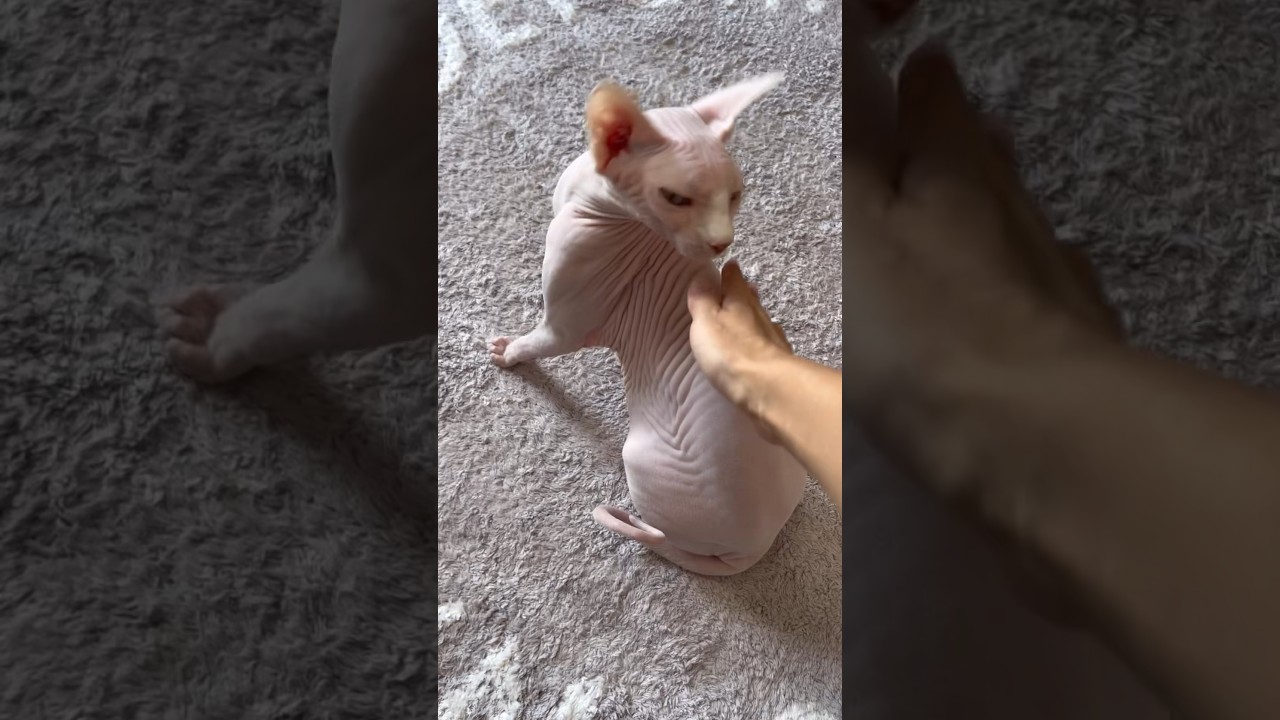 白くて柔らかい毛のない猫のお肌【スフィンクス猫】