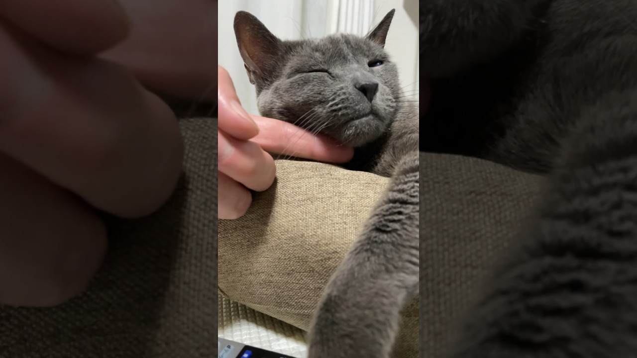 20240812 #shorts #cat #ロシアンブルー #猫