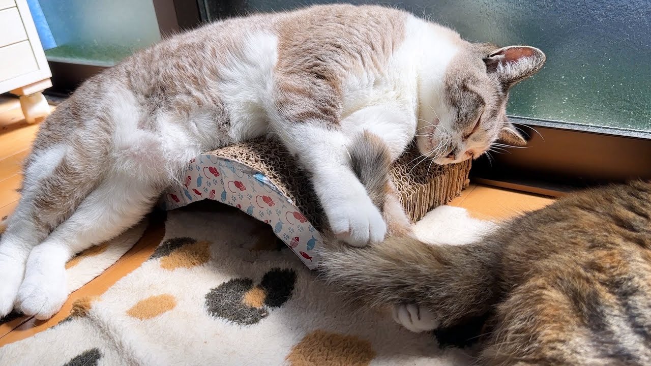 妹猫の尻尾を掴んで安心して寝ちゃう子猫？が可愛すぎます