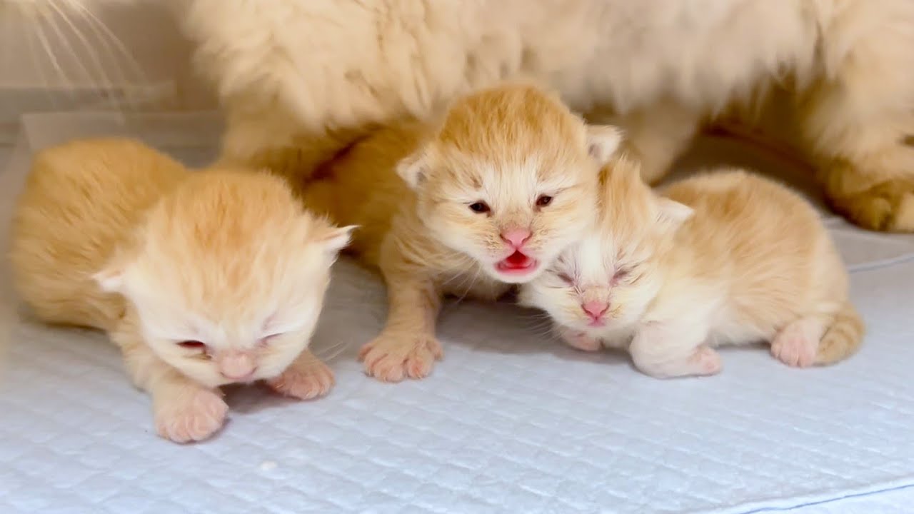 【マンチカンの子猫】目が開いてきて子猫のお顔が気になる件 ～猫のいる生活Vol.1003～出産動画 マンチカン短足・ミヌエット・ペルシャ猫専門ブリーダー『ペット蔵人』【子猫の成長記録】