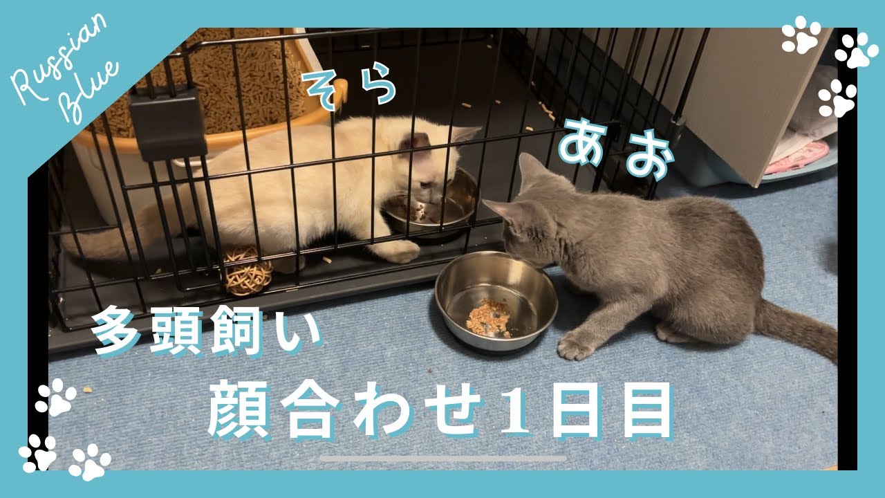 多頭飼い！初めて対面した日の記録【ロシアンブルーのあおそら】