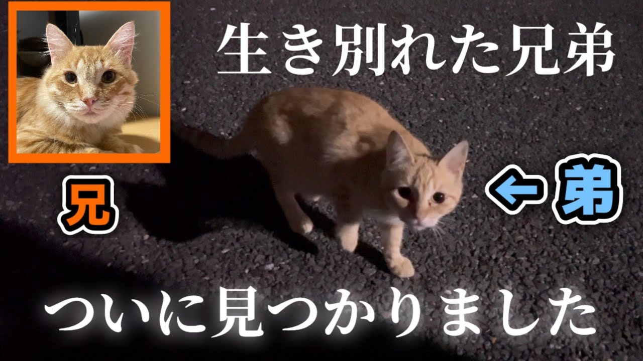 【子猫保護】行方不明だった子猫が見つかりました