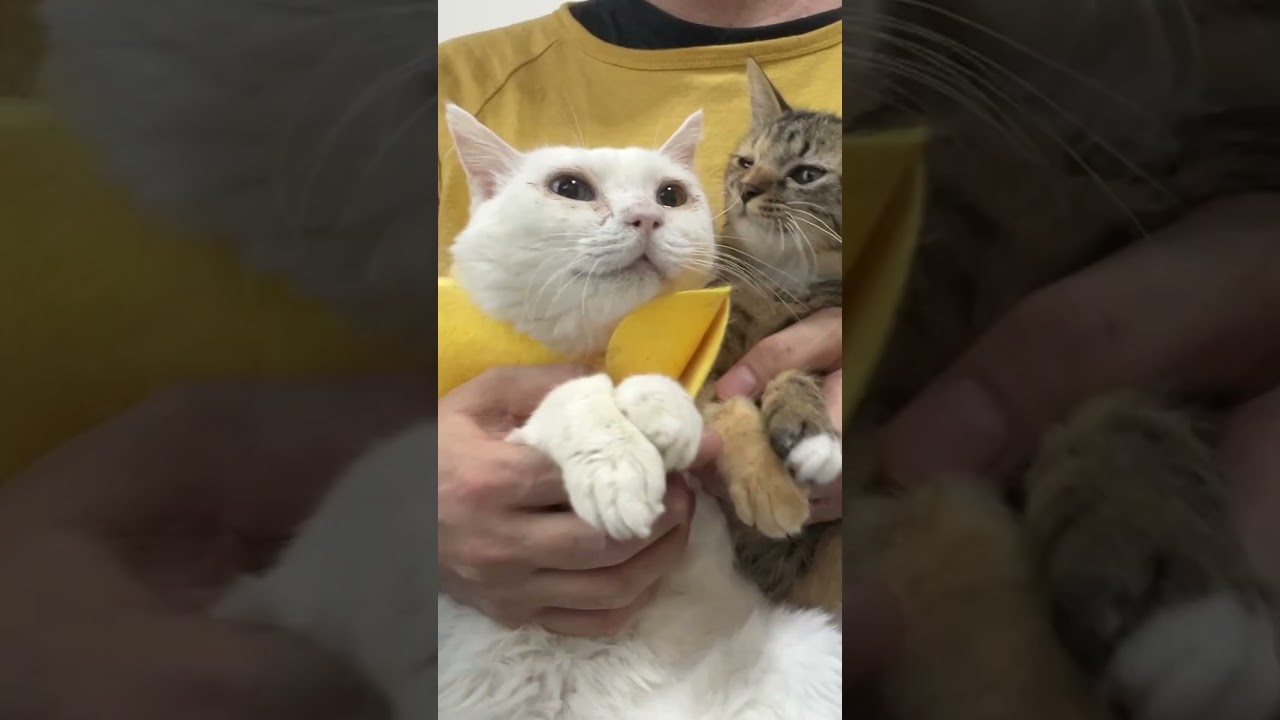 遊んでくれるじいちゃんが大好きな孫猫   #cat #kitten #猫 #子猫 #ねこ #こねこ #animal  #cute  #猫のいる暮らし #shorts