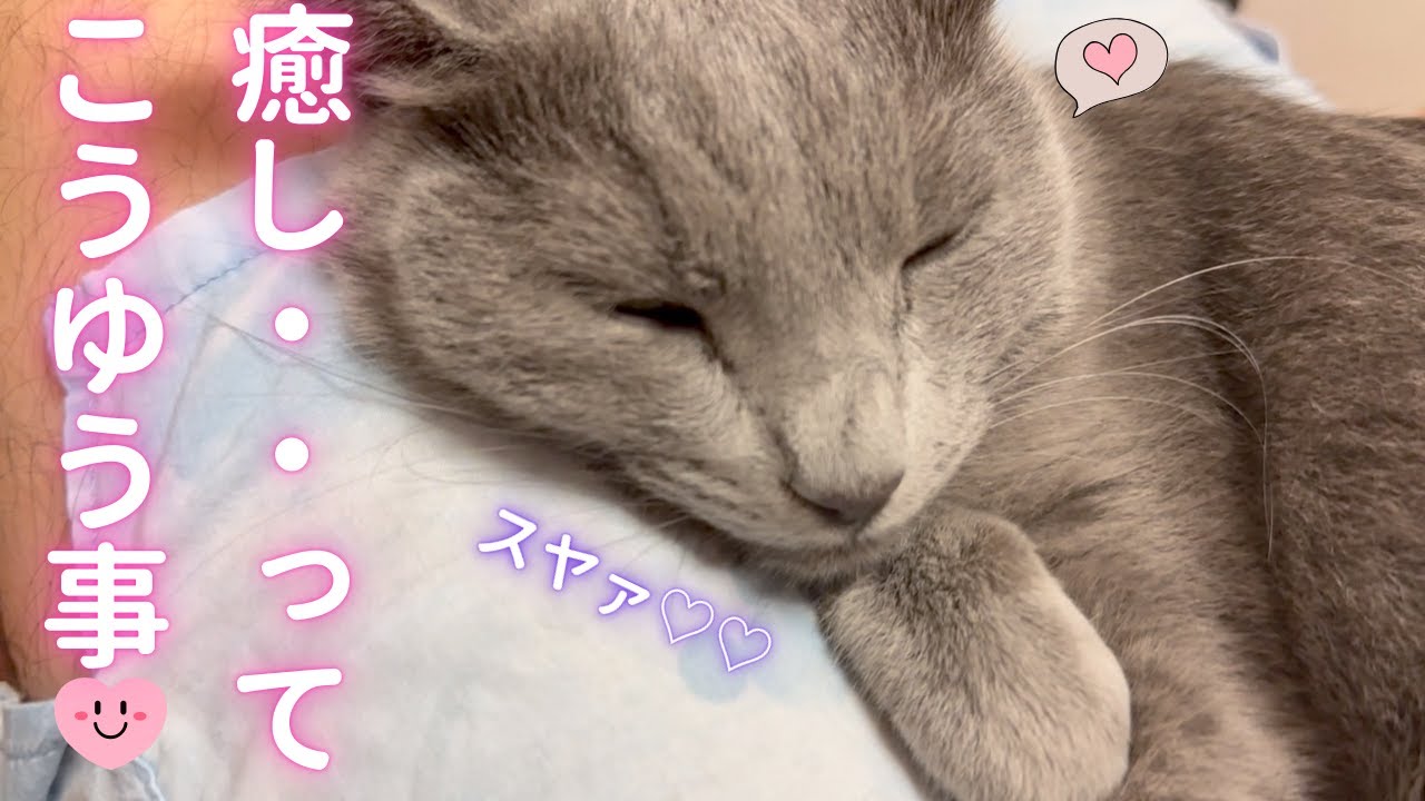 【猫ロシアンブルー】そらちゃん が癒してくれます😻見てね❤️第１弾