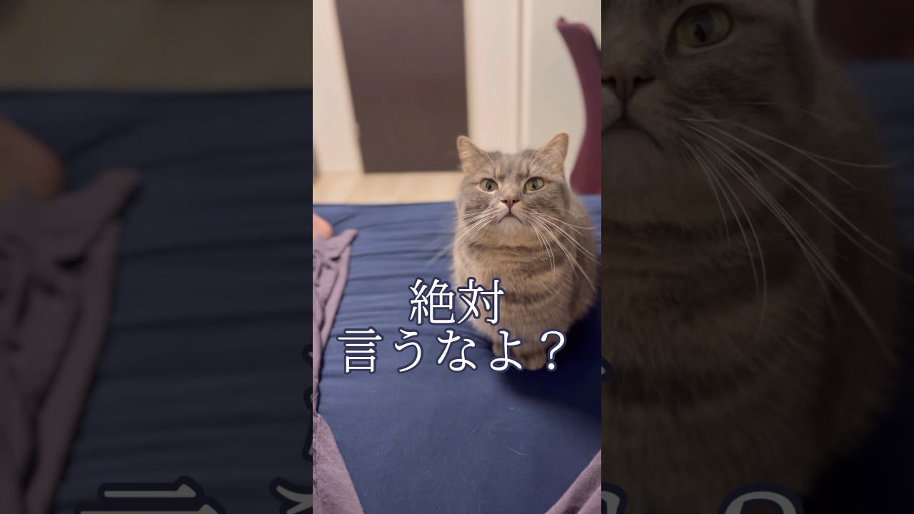 ママに内緒で猫に美味しいおやつをあげた結果...#shorts #マンチカン #猫
