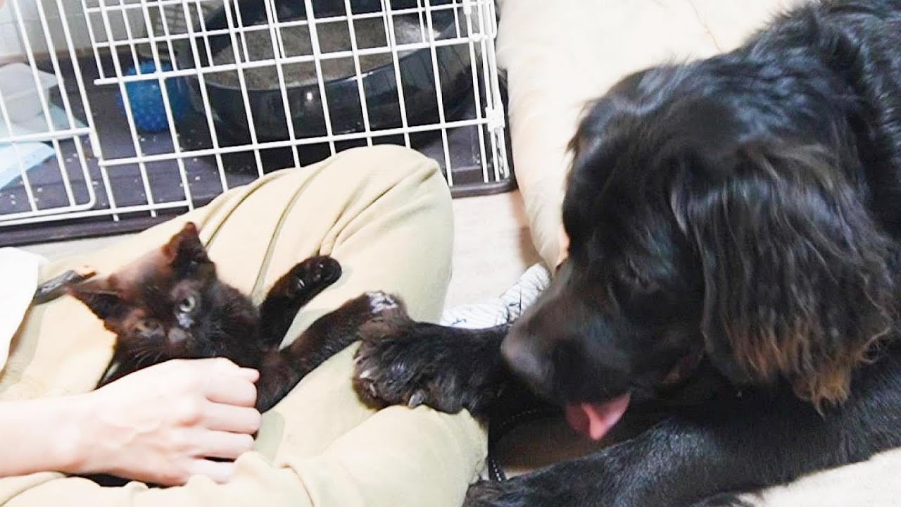 子猫に対して意外な行動をとった大型犬！