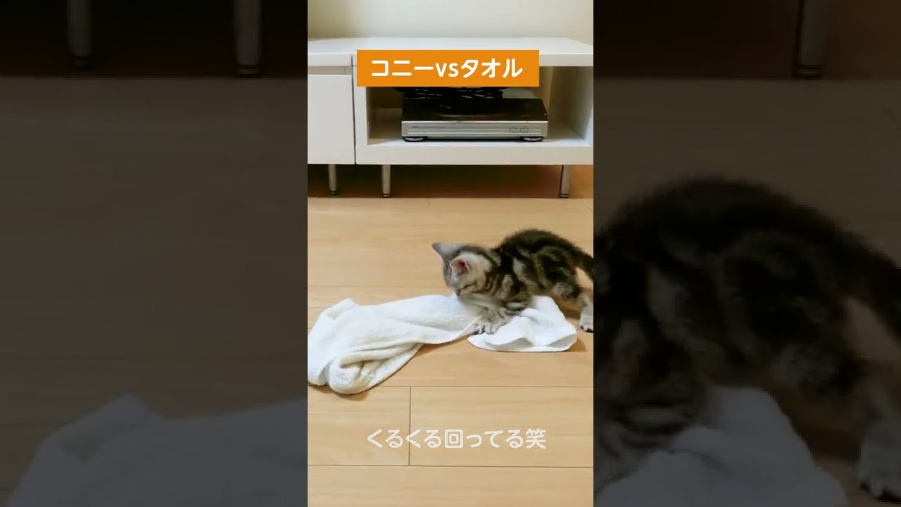 タオルと遊ぶ子猫【アメリカンショートヘアー】#shorts #アメショー  #コニーの子猫時代