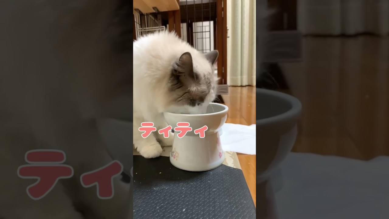 柵越しの熱い視線ww🤣 #猫 #cat #ラグドール #猫のいる暮らし #shorts