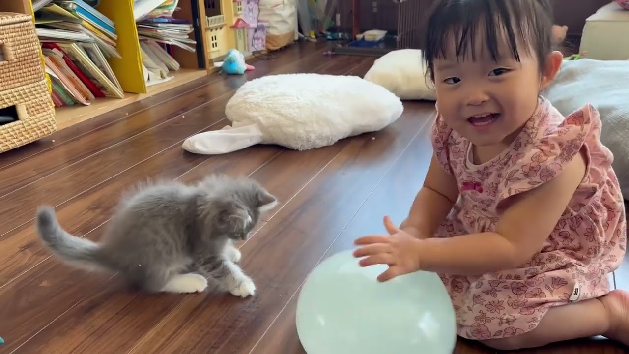 夏遊びに興味津々の猫　サイベリアンA cat curious about summer fun. Siberian