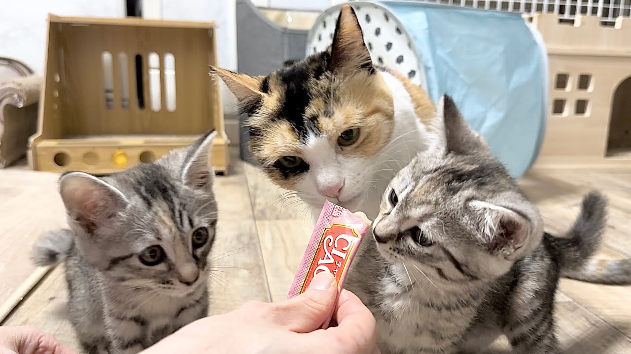先輩猫のちゅーるタイムに乱入する子猫【かぐ告兄妹日記#40】Kittens interrupting an older cat's snack time.