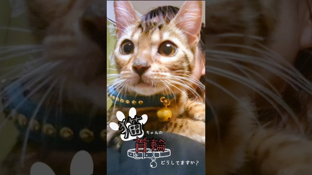 【猫】猫ちゃんの首輪【豆知識】猫ちゃんの首輪のメリット・デメリットについて#猫 #猫のいる暮らし #猫動画 #ベンガル #cat #shorts