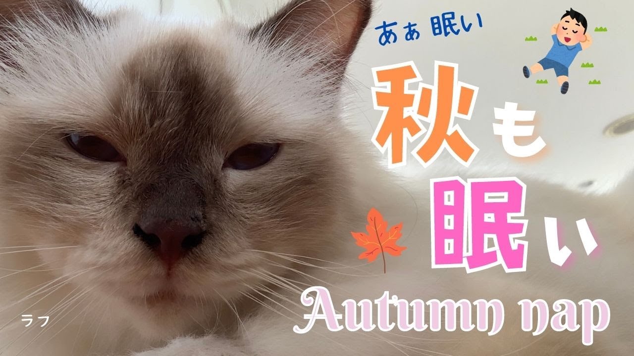 バーマン猫たちのお昼寝【秋も眠い】Autumn nap（バーマン猫）Birman/Cat