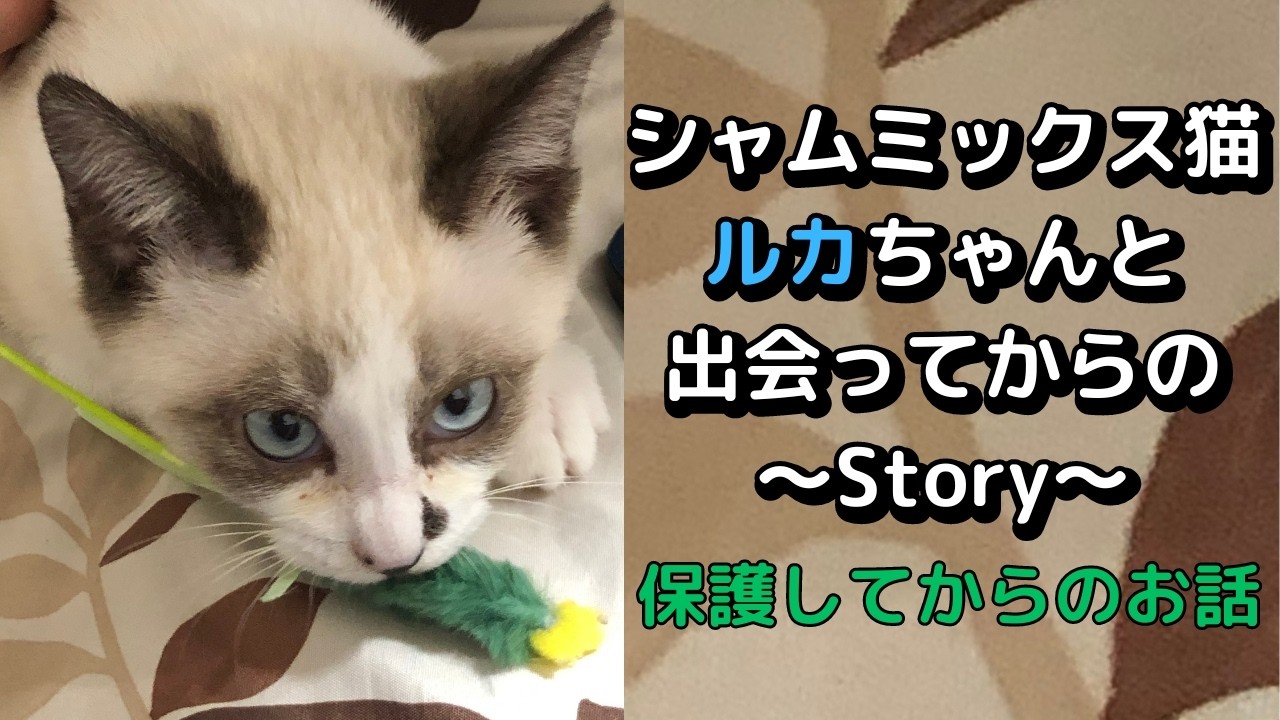 【保護猫】子猫と成猫で別猫！？シャムミックス猫ルカちゃんと出会ったときからのお話