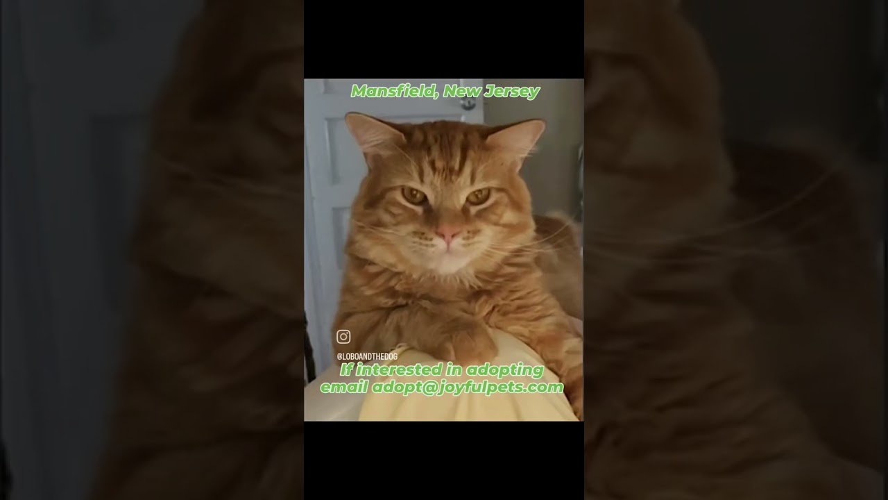 Meet Buster, a gentle giant of a cat, available for adoption from Joyful Pets!