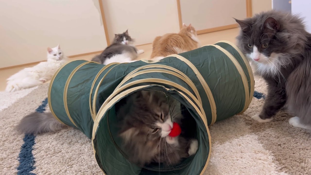 【遊ぼ‼︎】お兄ちゃんと一緒に遊びたい！！末っ子ターキッシュアンゴラがかわいい🩷