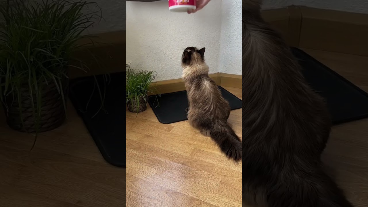 Gibt es ein besseres Gefühl, als von einer Katze auserwählt zu werden? 🤗😻
