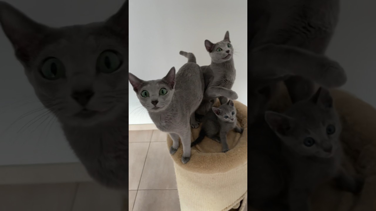 Camaïeu de bleu russe 😂 #cat