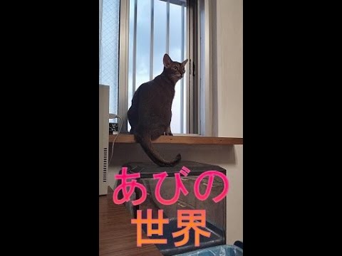 ネコ動画あび＃4048 　あびの毎日　アビシニアン　あび