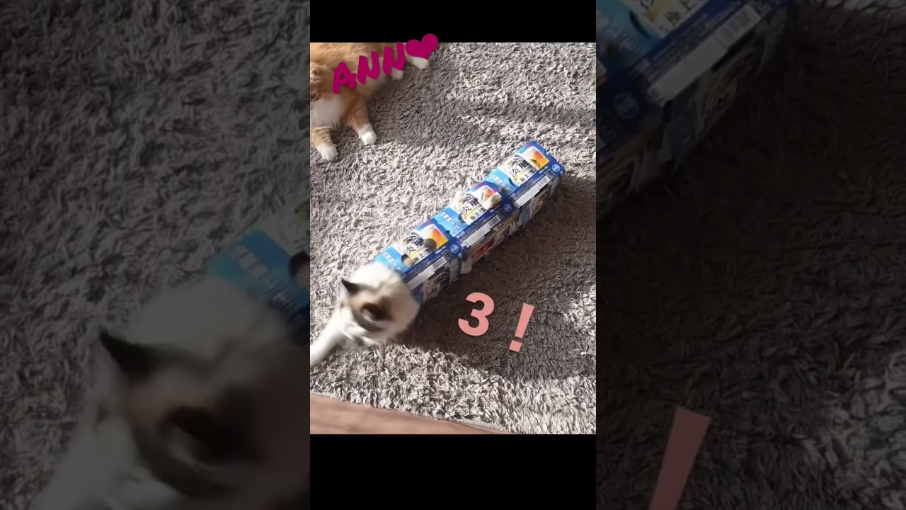 入るよ〜1！2！3！！ #cat #猫 #ねこ #ネコ #ragdollkitten #ラグドール #cute #cutecat #catcute #ragdoll#고양이 #랙돌 #우돌#래그돌