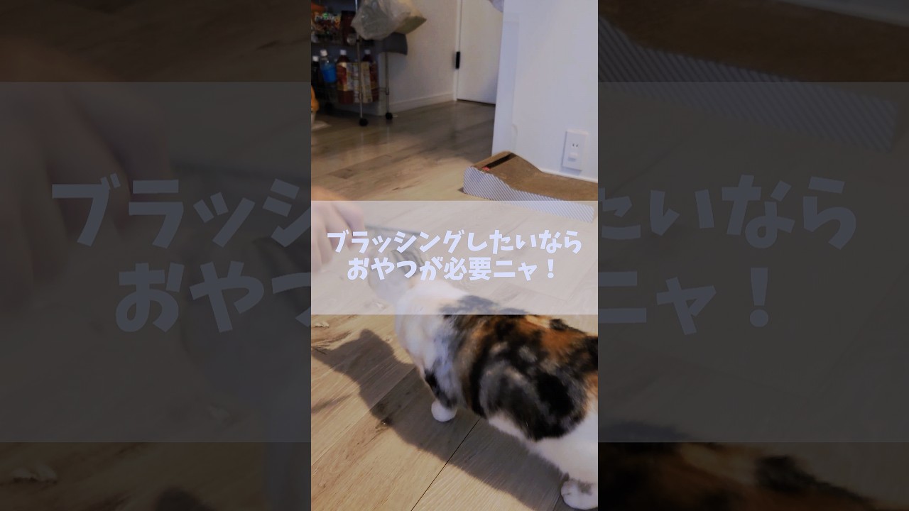 猫のブラッシングタイムはおやつが大事ですね #shorts #cat #猫のいる暮らし #猫動画