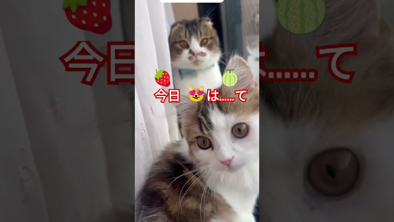 ママが言ったこと#shorts #ママが言ったこと#スコティッシュフォールド折れ耳 #スコティッシュフォールド子猫