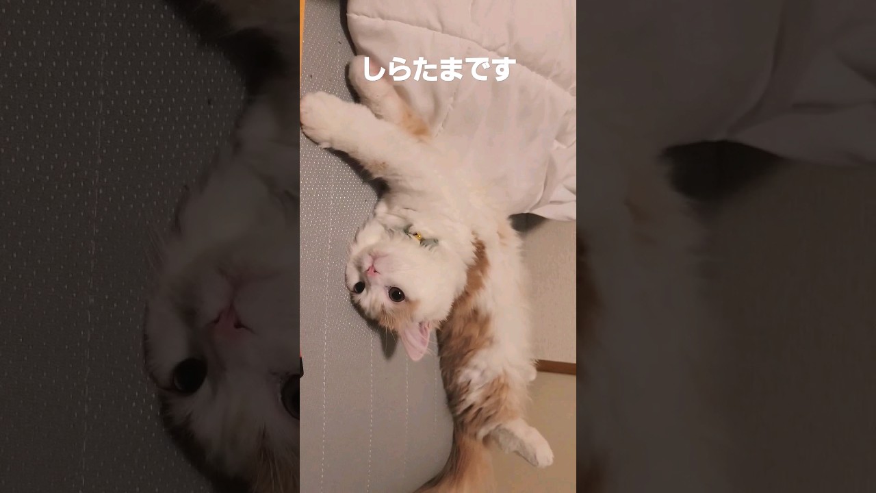 【子猫】お互いさまにゃ#ラガマフィン #猫動画 #cat #shorts