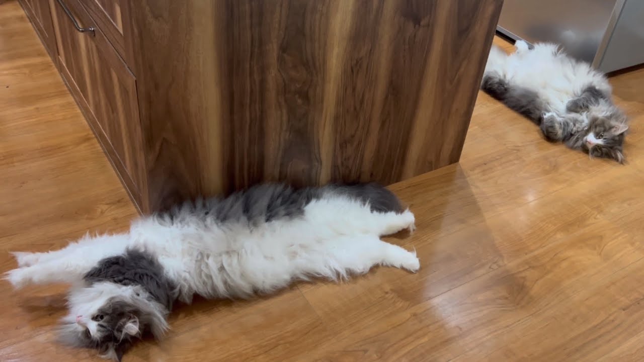 【癒し✨】仲良し兄弟のやる気ないで集！！！ノルウェージャンフォレストキャット♡