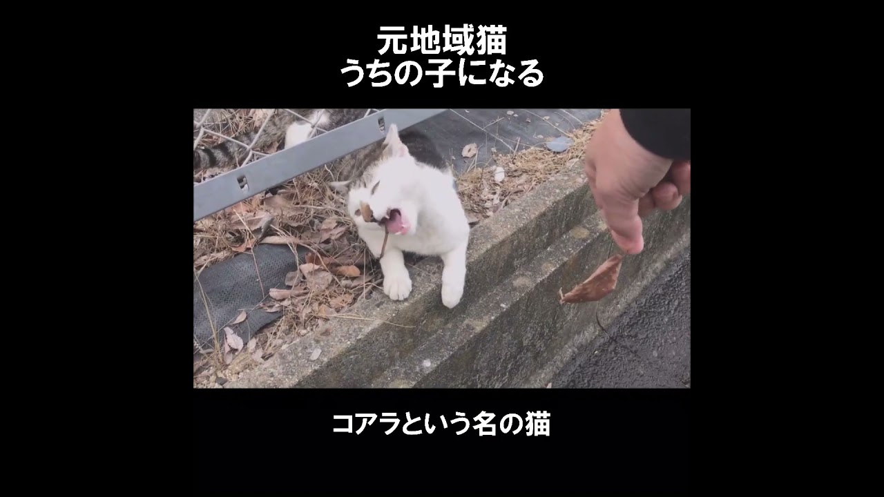 元地域猫、うちの子になる。 #初老夫婦とねこ #保護猫 #地域猫 #元野良猫 #コアラ #shorts