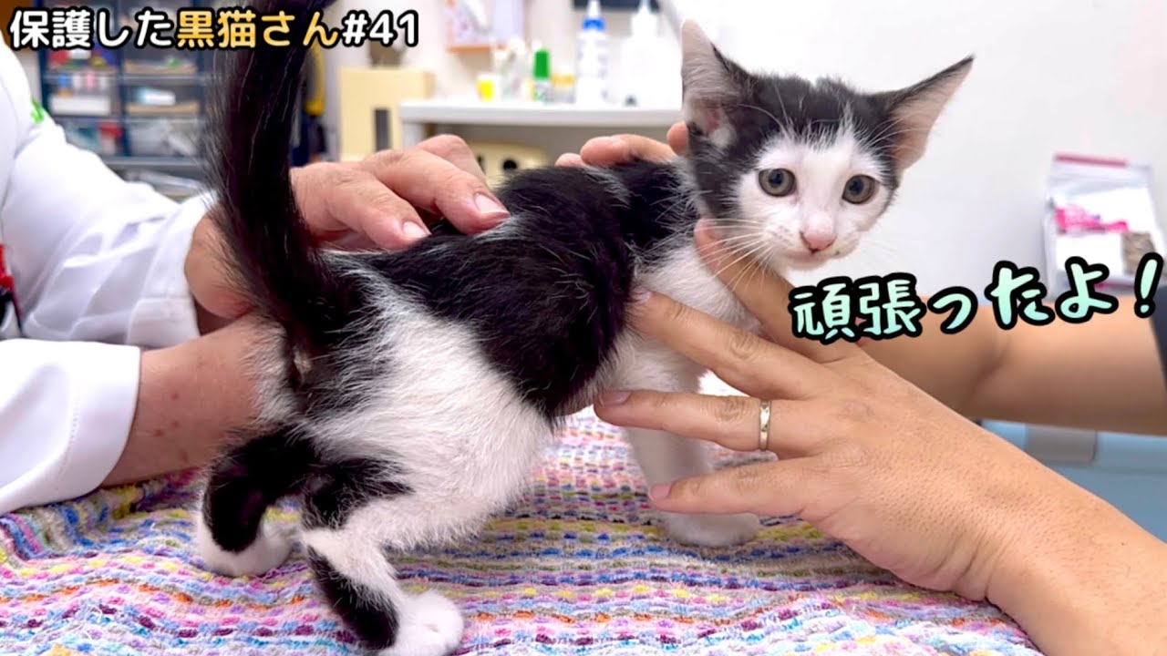 震えが止まらない…ヤンチャ子猫が病院に来た途端ビビりすぎてこうなりました。