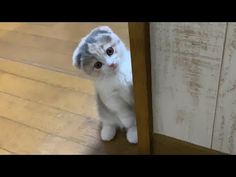 キッチンで遊ぶ子猫のアイウン【短足マンチカン】