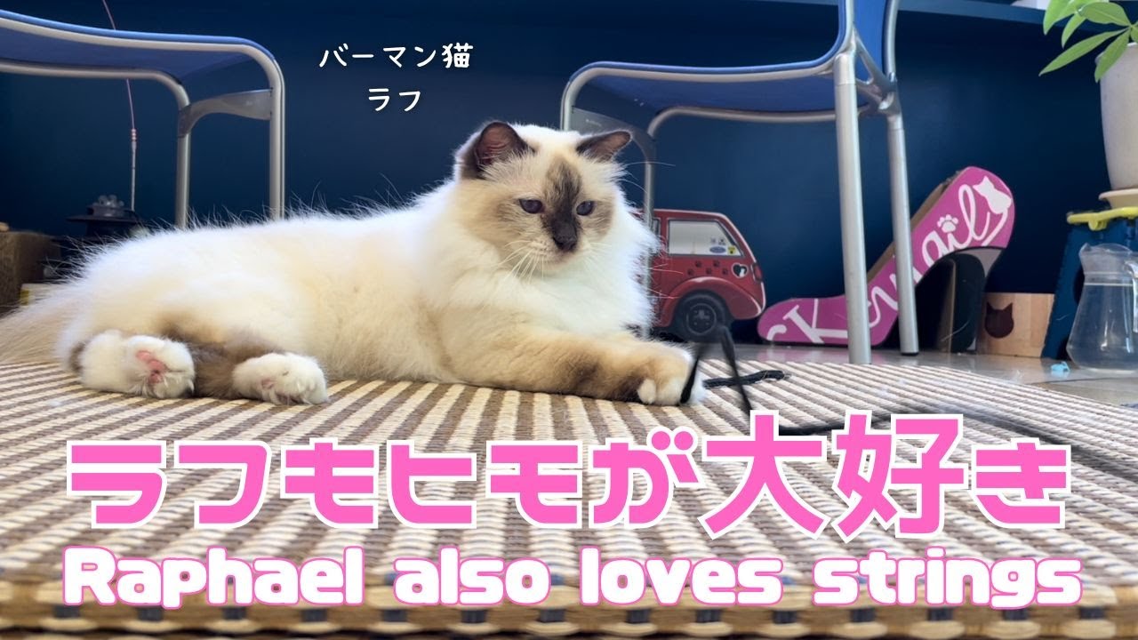 バーマン猫ガブとラフ【ラフもヒモが大好き】Raphael also loves strings（バーマン猫）Birman/Cat