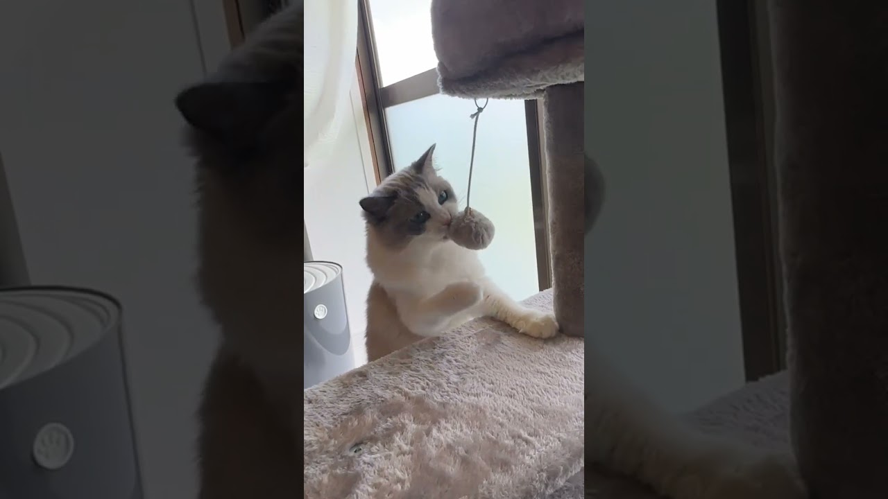 キャットタワーのおもちゃで遊ぶラグドール！可愛すぎる #キャットタワー #猫おもちゃ #ラグドール #ハチワレ猫好きさんと繋がりたい #ハチワレ猫 #cattower #猫遊び #可愛い猫