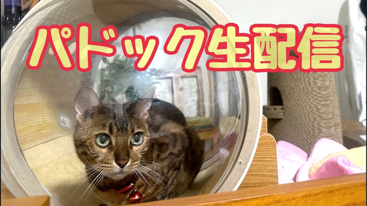 【パドック生配信】朝の猫部屋から生配信！【8月21日】