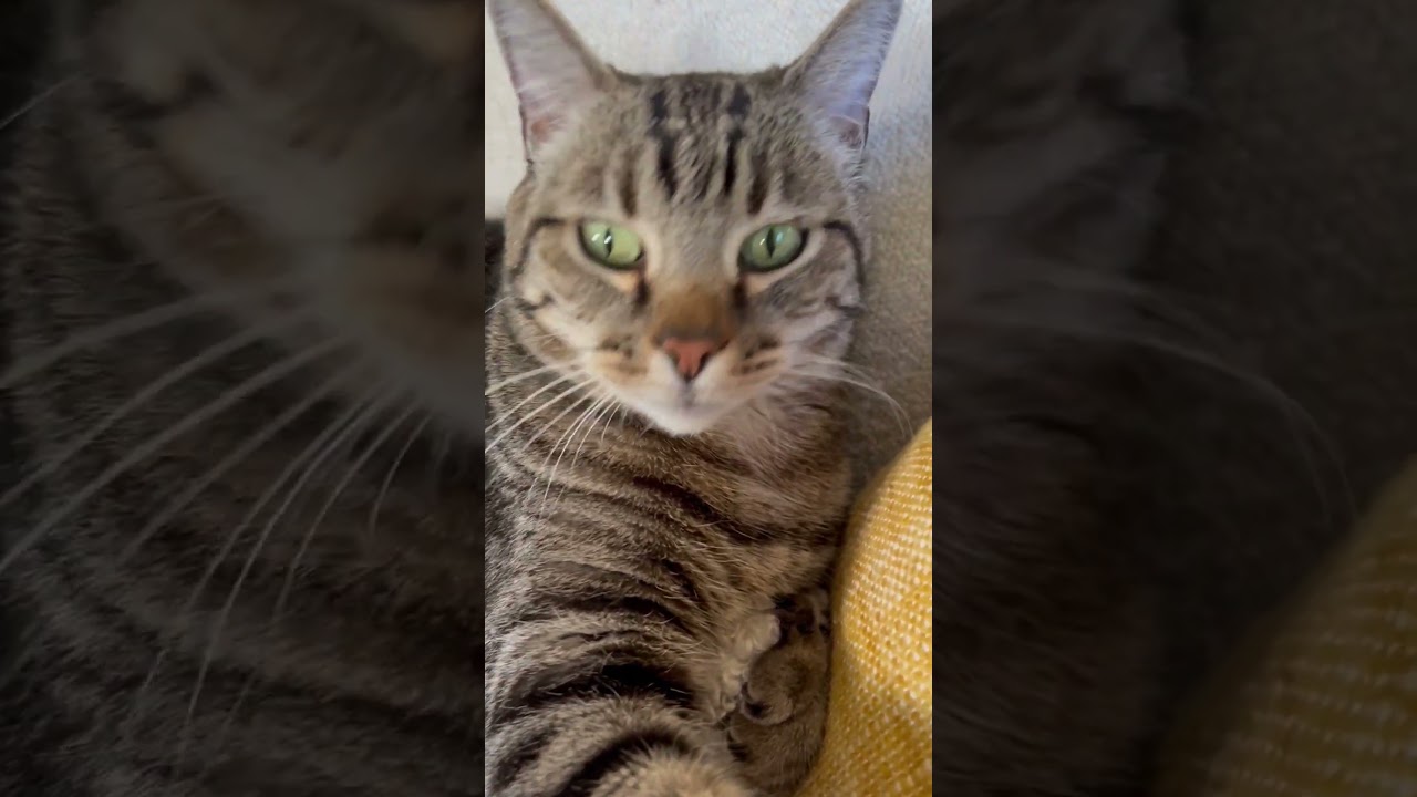 🐈 Meet June! 🐾