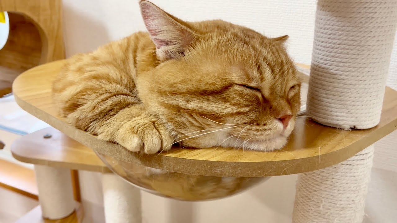 マンチカン親子のかわいい寝顔